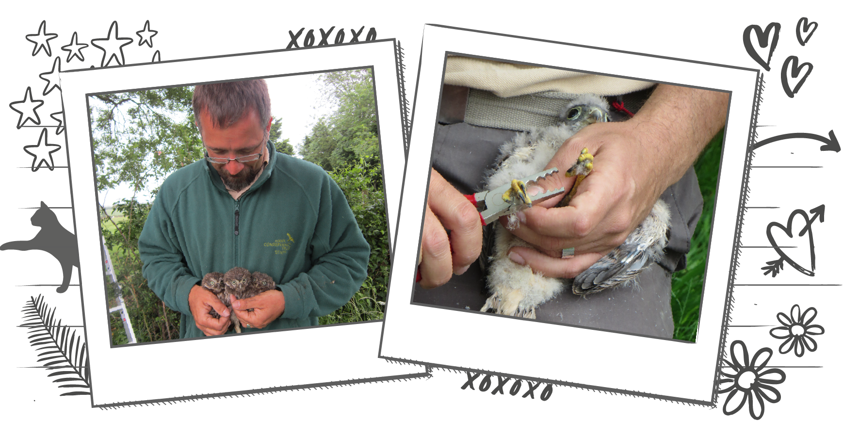 Illustration containing two Polaroid frames with photographs of experts putting identification rings around the legs of birds of prey