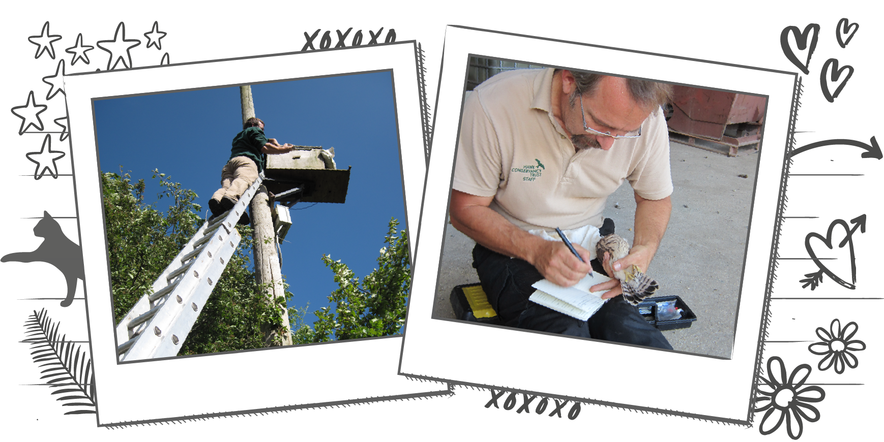Illustration containing two photographs in Polaroid frames, one is of someone climbing up a ladder to build a nest box and the other is of someone holding a bird and writing in a notebook