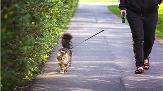 Someone walking a cat on a harness on a pavement out of home