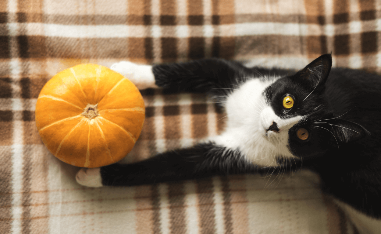 A kitten and a pumpkin on a blanket