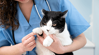 A black and white cat being examined by a vet