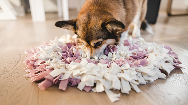 a dog sniffing a snuffle mat
