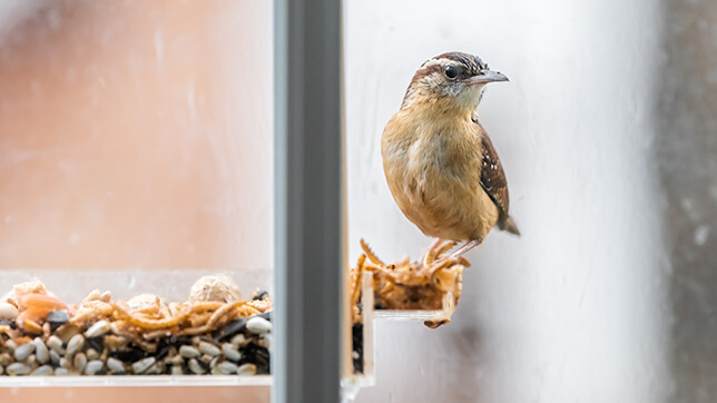 a bird at a feeder near the window