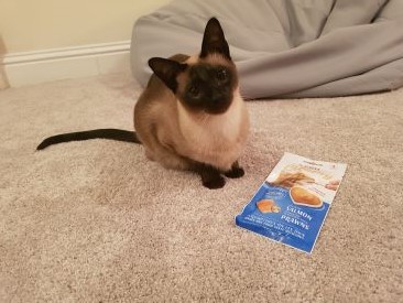 A Siamese cat is sat close to a pouch of treats