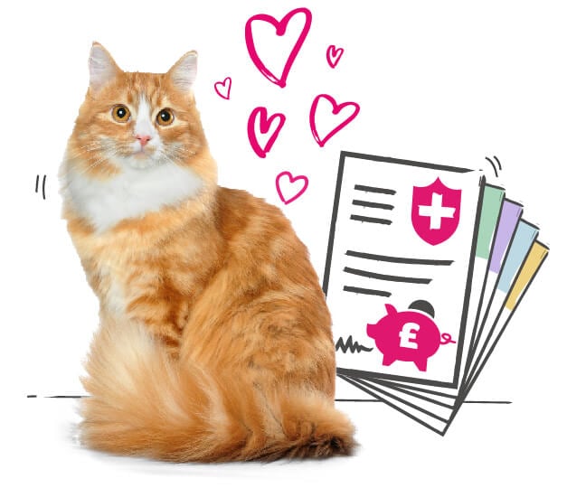 picture of ginger cat