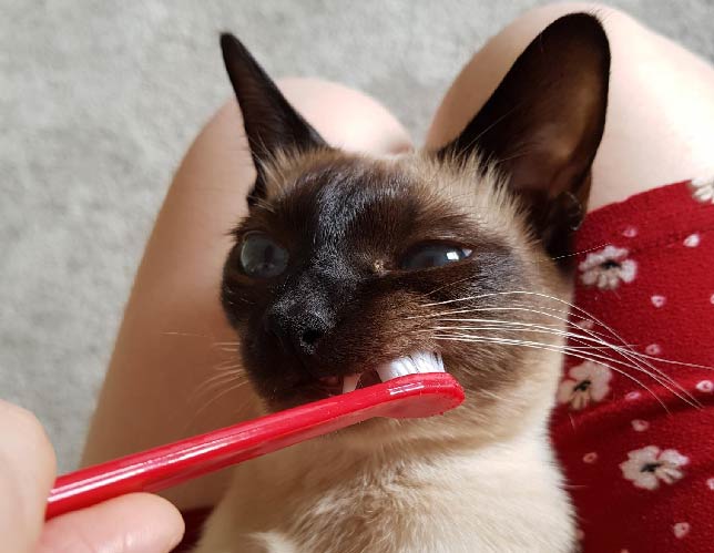 a cat having their teeth brushed