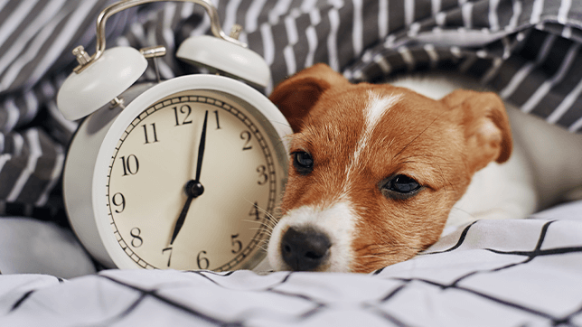 a dog sleeping next to a clock