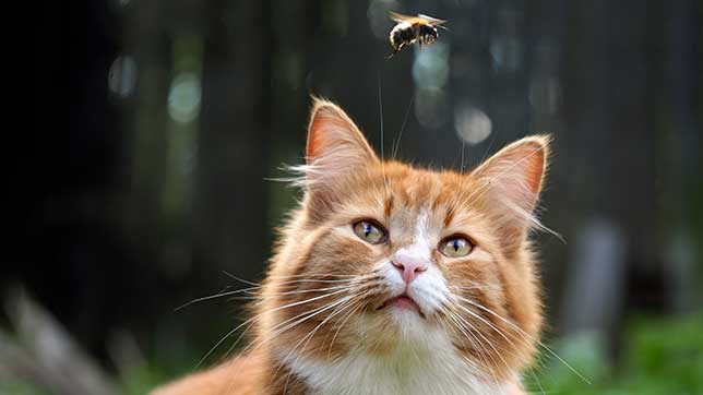 a cat looking at a bee