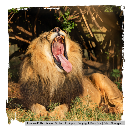 a lion at Born Free's rescue centre in Ethiopia lying down and yawning