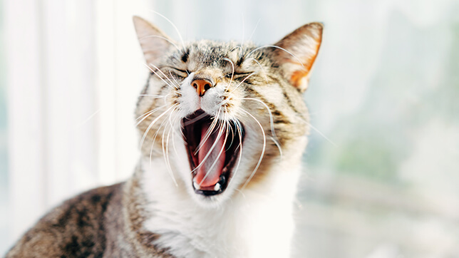 a cat yawning