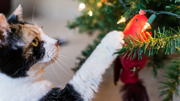 A cat taps at the decorations on a Christmas tree