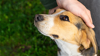 A dog receives a pat on the head
