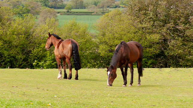 Two bay horses in a field