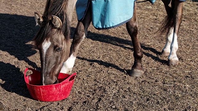 A horse eating from a large bucket on the floor