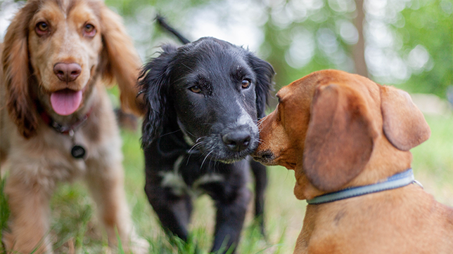 Dogs meeting in a park