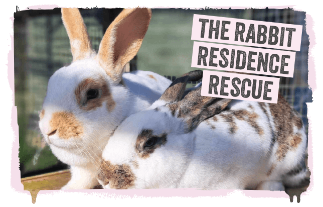 A couple of rabbits from a charity 