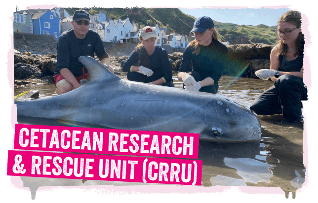 A rescue group with a dolphin