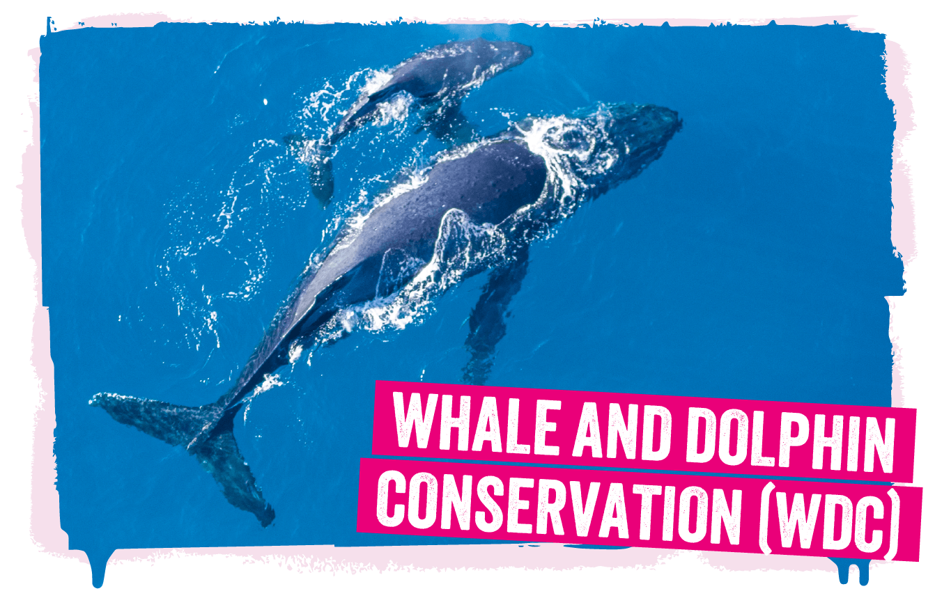 A whale and its young