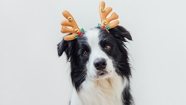 A dog with some antlers on