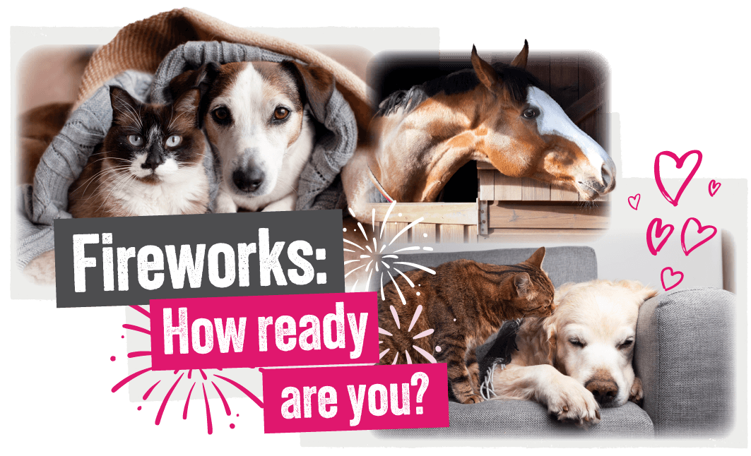 Fireworks: Are you ready? A cat and dog cuddle together under a blanket. A horse looks out from a stable