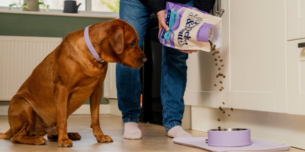 Pooch & Mutt promotional image