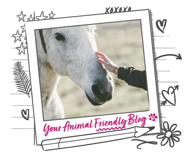Reasons why you should join Animal Friends Giving Back Animal Friends