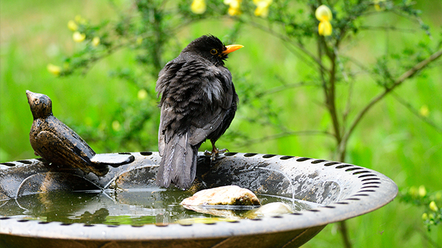 A blackbird sat in a birdbath