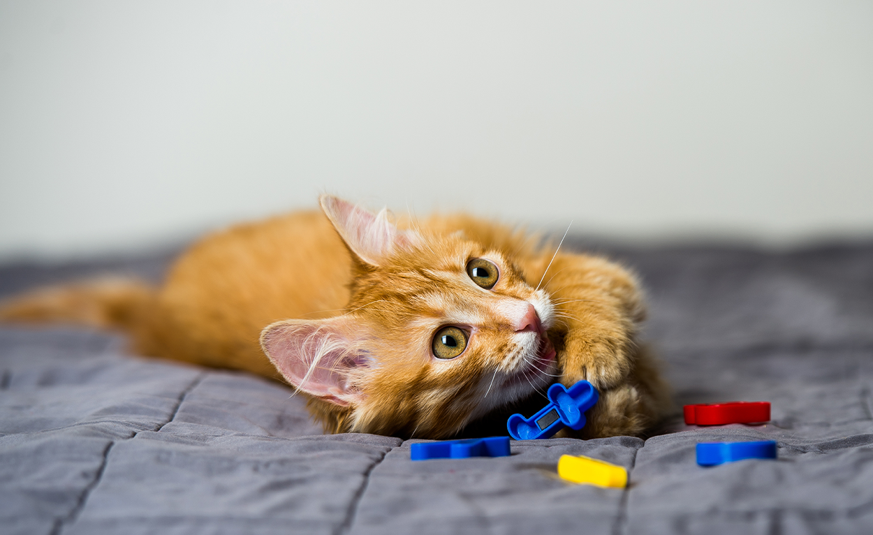 A cat paying with toys