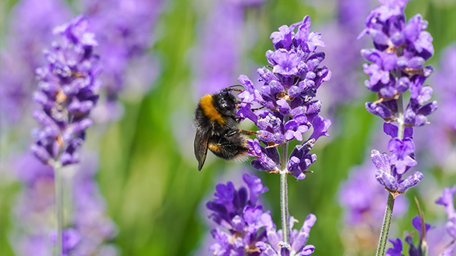A bumble bee visiting a purple flower