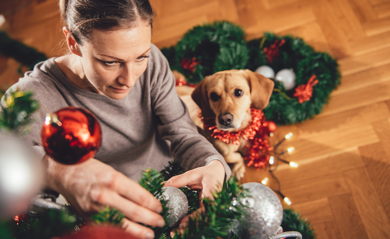 a dog watching their owner decorate their Christmas tree