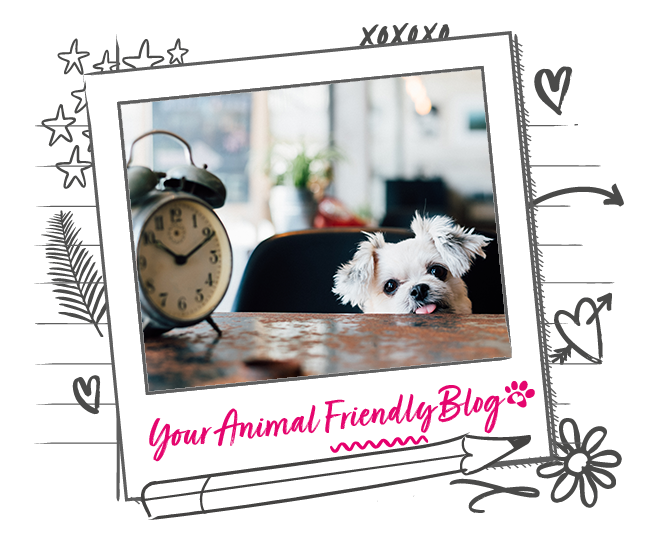 Do pets have a sense of time? Animal Friends