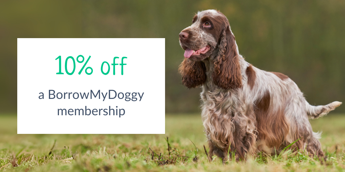 Spaniel with offer box 10% off Spaniel with offer box 10% off