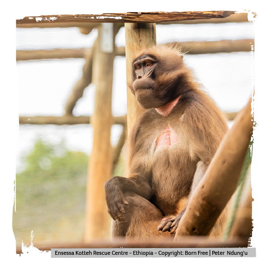 an image of a primate at Born Free's rescue centre in Ethiopia