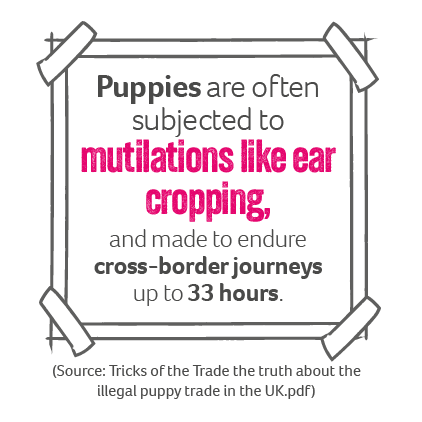 a graphic stating that puppies can can be subjected to ear cropping etc. 