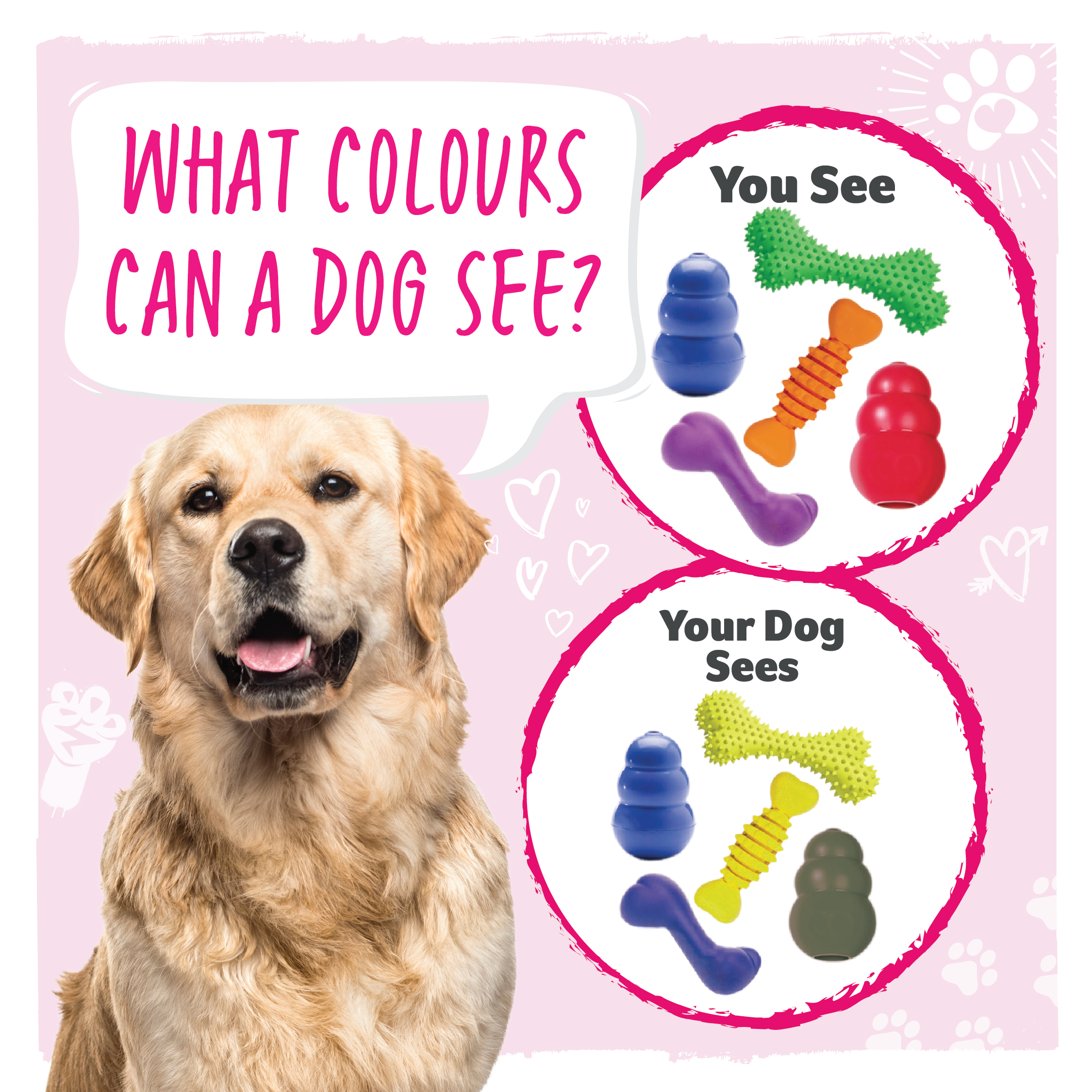 An illustration of the colours dogs see