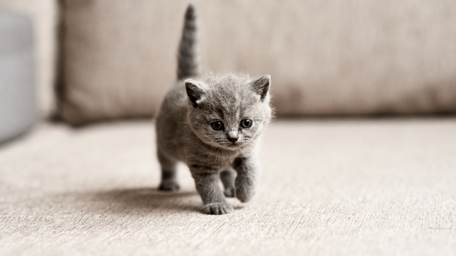 Kittens go through distinct phases of development in their first year