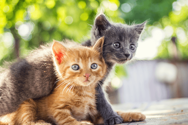Kittens learn to communicate and socialise around 10-14 weeks old