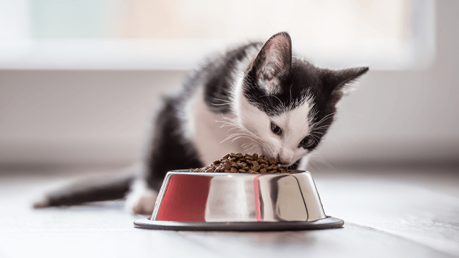 Cats eat more during the colder months and should be given more food during this time