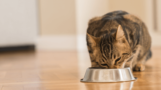 When preparing your own cat food, remember that cats have very special dietary requirements, including taurine