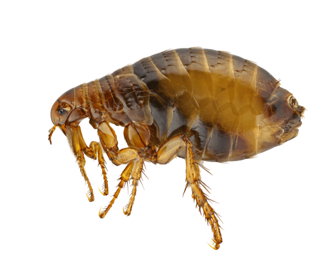 Fleas are resilient insects that feed on your pets blood