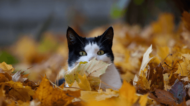 The changes that autumn brings can bring danger for cats