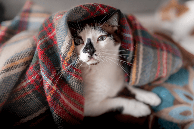 Make sure that your cat has access to warm bedding