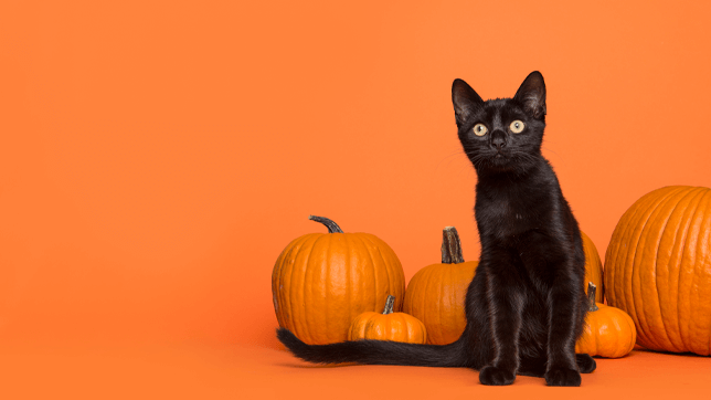 Halloween can be a very stressful time for cats