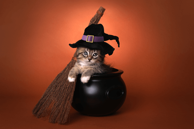 does your cat really need to be dressed up in a Halloween costome?