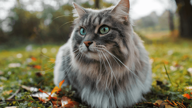 Different Cat Sounds And What They Mean - Ultimate Pet Nutrition