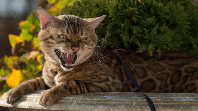 Aggression in Cats