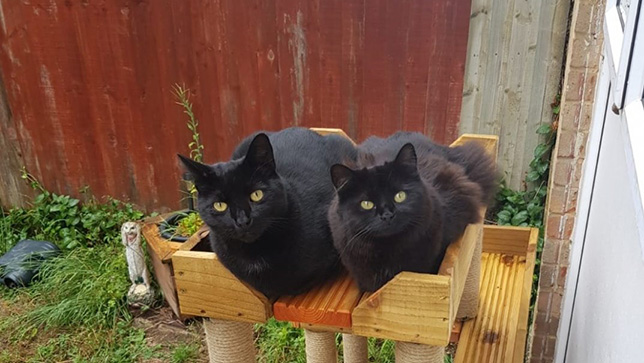 two cats sitting on a wooden tower