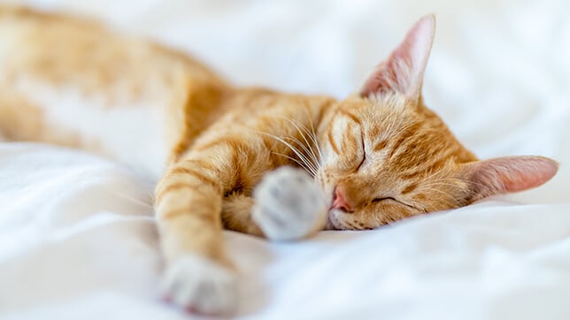 Cats can sleep up to 20 hours a day!