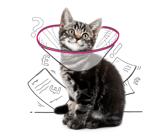 Vet Fees for Cats Animal Friends