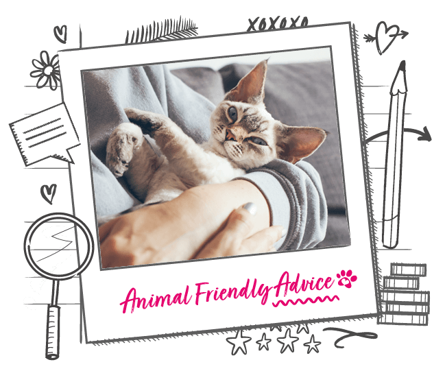 Buying or Adopting a Cat Animal Friends